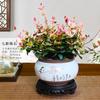 [Pedra Pendente com Flores e Folhas] Plantas Verdes Trepadeiras Coloridas, Plantas de Flores em Vasos para Mesa no Escritório, Fáceis de Cultivar, Resistentes ao Calor e ao Frio