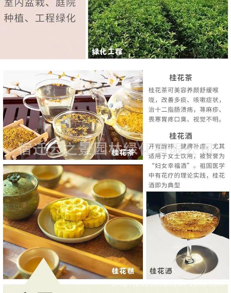 桂花详细8.jpg