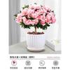 Dropshipping Azalea Planta en Maceta de Flor Doble Floración Interior Todo el Año con Capullos Grandes y Fácil de Cultivar