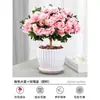Planta Azalea Doble Floración en Maceta para Envío Directo Que Florece en Interiores Todo el Año con Brotes Grandes y es Fácil de Mantener