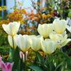 Bulbos de Tulipa Plantas de Flores Hidropônicas Sementes de Flores de Interior Mudas de Flores Envasadas Cultura em Solo Cultivo em Água com Botões Florescendo em Múltiplas Estações