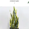 Planta Pele de Tigre Artificial Planta em Vaso Planta de Interior e Exterior Decoração de Casa Planta Verde Agave Sisal Bonsai Sala de Estar Pequena Planta em Vaso Ornamento Atacado