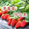 Mudas de Morango, Plantas de Morango de Cor Creme, Em Vasos com Terra, Comestíveis, Adequadas para Regiões do Norte e Sul, Varanda e Jardim, Produzem Frutos no Mesmo Ano após o Plantio