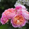 Hacker Queen Jugo Rosa Maceta Balcón Patio Villa Flor Planta Cuatro Estaciones Dropshipping