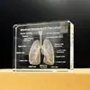 Modelo de Órgano Pulmonar de Cristal con Anatomía Tallada Diagrama 3D Adornos de Accesorios Médicos Enseñanza de Escuela de Medicina Regalo Conmemorativo