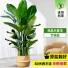 Ave del Paraíso Planta Verde en Maceta Planta Grande de Interior para Sala de Estar de Pie Árbol Real Planta de Oficina Dalu Flor Strelitzia Reginae
