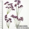 Flor de Encaje de Múltiples Cabezas con Ramas Flor de Cuentas de Nieve Espécimen de Planta de Flor Seca Marcapáginas en Relieve Hoja Real Flor Real Pegatina de Hoja