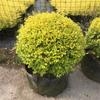 Dropshipping Flor Espejo Planta Árbol de Cera de Sichuan y Yunnan Ligustrum Oro Brillante Ciprés Azul Hielo Serie Piruleta Planta en Maceta Estilo Jardín