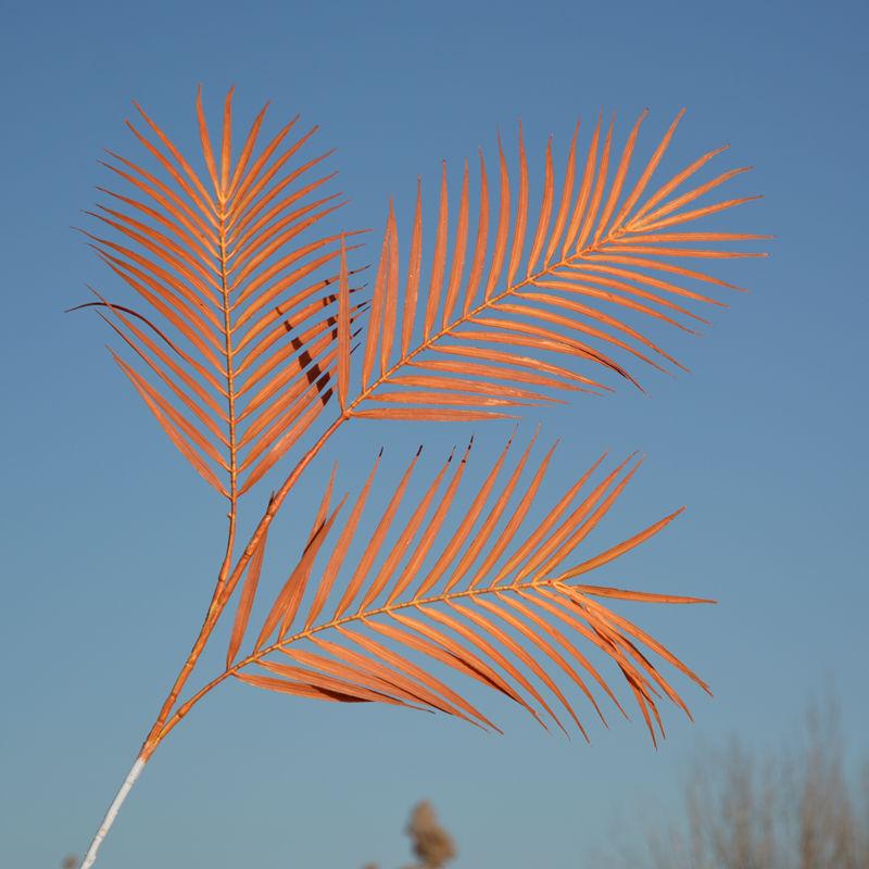 DSC_4583_副本