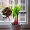 Plántulas de Muguete Plantas en Maceta Bulbos Bulbosos Importados Resistentes al Frío Floración en Todas las Estaciones para Balcón Interior y Exterior Flores de Fácil Cultivo