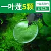 Paisajismo para Tanque de Tortugas, Plantas Verdes para Tanque de Tortugas, Plantas Acuáticas, Lechuga de Agua en Cultivo de Agua, Especial para Eliminar el Amarilleamiento, Desodorizar y Purificar el Agua para el Cuidado de Tortugas