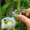 Fijador de rama para pepino, tomate y legumbres, correa de sujeción verde para plantas y verduras, pinza para vid específica para vides
