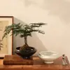 Maceta de cerámica vintage estilo chino, adorno de mesa para la entrada de la sala de estar, bola de musgo hidropónico, bandeja alta con resorte de arce fluyente, inspirado en el Zen