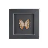 Specimen de Mariposa Real Set de Regalo de Mariposa Rosa Manchada Premium para Mujeres, Decoración 3D, Regalo para Amigos, Materiales Didácticos, Marco de Fotos