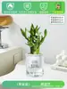 Vasos Pequenos de Plantas Verdes para Jardim de Infância, Fáceis de Manter, Adequados para Mesas de Escritório, Plantio o Ano Todo de Plantas Hidropônicas, Plantas Verdes, Flores de Interior