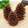Pinho Americano Pinho de Resina Pinho Local Pinho Abeto Pólen de Pinheiro Lariço Decoração de Natal Pinha Flor Seca Decoração DIY