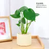 Plantas en Maceta para Escritorios de Oficina, Pequeñas Plantas Verdes Purificadoras de Aire, Decoraciones de Mesa para Interiores, Plantas Fáciles de Cuidar