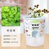 Mini Planta Envasada Criativa Estudante Planta Verde Envasada Interior Pequeno Presente Infantil Planta Envasada Plantio de Flor Real Atacado