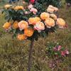 Plántulas de Semillas de Rosas de Tocón de Árbol Piruleta Patio Maceta Plantas de Flores Ornamentales Florecen en Todas las Estaciones con Capullos Rosas con Forma de Árbol