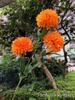 Fabricantes de flores de simulación de crisantemo de bola 3 amantes bola de crisantemo blanco naranja boda decoración del hogar flores falsas al por mayor