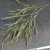 2026 Nuevo Modelo Plantas Verdes Artificiales Hierba de Espárrago Asparagus Asparaginea Decoración de Boda Flores Falsas Verdes Paisajismo Fotografía Plantas Verdes Estilo Bosque