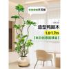 Planta en Maceta Grande de Interior de la Planta Perenne Schefflera Arborvitae para la Sala de Estar, Diseño de Pie