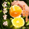 Mandarina de piel verde Mandarina Miel Mandarina sin semillas Naranja de piel fina Fruta de Mandarina Miel Fresca de Temporada Dulce y Ácida Jugosa Origen Envío Directo Al Por Mayor