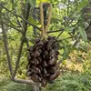 Campanillas de Viento Naturales Importadas de Indonesia Hechas de Cáscaras de Fruta con Documentación Completa, Nicho DIY, Artículos Dañados Devolubles/Intercambiables, Limpio, Agujeros Grandes de 0.2cm