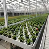 Cama de flores Phalaenopsis plántula suculenta vivero de marea material ABS circulación de agua y fertilizante cultivo sin suelo vivero móvil