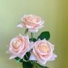 Ramo de Rosas Rizadas Hidratantes Simuladas de Alta Gama Rosa de Esquina de Tacto Único Decoración para el Hogar Venta al por Mayor Suministro Transfronterizo