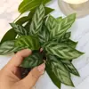 Mini Pequenas Plantas Verdes, Podocarpus, Palmeira Branca, Palmeira Vermelha, Pothos, Bambu, Cipreste, Perfume de Nove Milhas, Grama de Rede, Mudas de Plantas Hidropônicas em Vaso