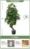 Planta Verde Artificial Spathiphyllum, Planta Verde Falsa de Lujo de Gama Alta para Interior Sala de Estar, Planta en Maceta, Adorno Decorativo Realista para el Piso