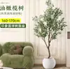 Planta de olivo en maceta para sala de estar interior, esquejes reales, planta grande en maceta, fácil de cuidar, adecuada para inauguración de casa y mudanza