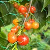 Malla Antipalomas para Jardín, Uvas y Árboles Frutales, Polietileno PE Verde y Negro, Suministro Directo de Fábrica, Engrosada, Calidad de Exportación, Calidad Transfronteriza