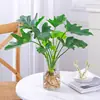 Las Plantas Hidropónicas Ave del Paraíso Son Fáciles de Cultivar y Viven en Todas las Estaciones. Sala de Estar Planta Verde Plantas en Maceta en la Oficina Escritorio Florales Strelitzia Reginae