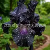 Semillas de rizomas de iris de flor azul, semillas de flores de bulbo, fáciles de cultivar y florecen todo el año, adecuadas para paisajismo de jardines y plantas en maceta