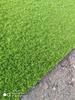 Musgo de cabelo branco fresco, musgo cinza pequeno, musgo verde, musgo verde aveludado curto, musgo de penas grande, musgo de chuva, musgo estrela, jarra de água e terra, jarra de floresta tropical