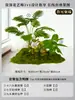 Musgo para Paisajismo de Plantas Verdes Plantas Artificiales Decoración Flores Artificiales Combinación Tropical para Interiores Paisaje de Ventana Persa Arreglo de Césped