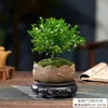 Planta bonsái de secuoya de hoja pequeña, micro paisajismo, hidropónica, fácil de cuidar en la oficina, planta de maceta de hoja perenne para todas las estaciones