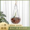 Maceta de Plástico Forma de Bombilla Flor Artificial Maceta Colgante Esférica Transparente Suculenta Maceta Decorativa Ps Nuevo Material Maceta Colgante