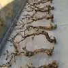 Terrario para reptiles paisajismo madera esquina de pestañas de serpiente caja de gecko lagarto trepador doble corona plataforma para tomar el sol patrón de dragón madera muerta