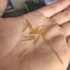 (Atacado) Liga de Cobre Cobre Banhado a Prata, Adequado para Piercing na Orelha, Tornos de Orelha, Tarraxas, Tornos de Orelha, Vários Padrões, Tornos de Orelha, Anti-Orelha Banhada