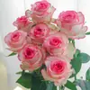Roseiras Velhas Florescem no Mesmo Ano, Produzindo Flores Grandes e Perfumadas; Plantas de Rosa de Raiz Antiga, Plantas Verdes, Plantas em Vasos, Atacado, Variedades de Rosa