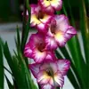 Bulbos de Gladiolo y Flor de Acanthopanax, plántulas de flores en maceta, perenne, resistente al frío, fáciles de cultivar y mantener durante todo el año, bulbos florales con capullos
