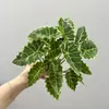Plantas verdes artificiales, hojas de rábano verde, taro de hojas coloridas, plantas colgantes, plantas de pared, plantas decorativas de suelo, hojas de manzana verde, hojas decorativas, plantas en maceta