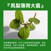 Menta en Maceta Comestible Plántulas Grandes Repelente de Mosquitos de Interior Plantas Verdes Romero Plantas Herbáceas de Cuatro Estaciones Hojas de Menta Gatuna de Limón