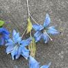 Viento de océano azul flores de simulación para boda al por mayor azul oscuro azul zafiro azul bruma blanco boda camino guía techo flores falsas