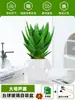 Ciudad sin Noche Planta de Aloe Vera en Maceta Planta Verde Purificadora de Aire de Interior Suculenta para Escritorio de Oficina Flor de Cuatro Estaciones Cactus Plántula de Aloe Vera
