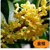 Plantones Grandes de Osmanthus, Osmanthus Dorado de Agosto, Plantas en Maceta para Jardín y Villa, Osmanthus Resistente al Frío para Enverdecimiento en las Cuatro Estaciones