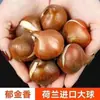 Venta al por mayor de 5 bulbos de tulipán en stock, florecen en todas las estaciones, fáciles de cuidar, adecuados para cultivo hidropónico, de pétalos dobles, para cultivo en tierra o maceta en el balcón